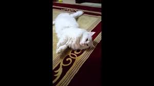 konusan kedi pamuk prenses kedi prenses kus