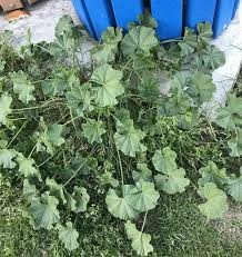 Image result for Malva parviflora