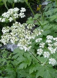 Image result for Heracleum