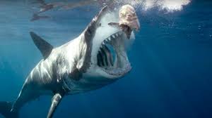 Okyanuslarin En Buyugu Megalodon Kopek Baligi Youtube
