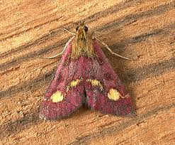 Image result for Pyrausta aurata