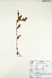 Image result for Phyllanthus ovalifolius