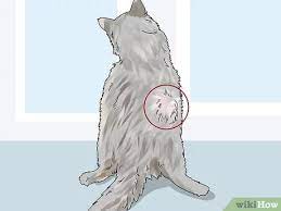This may feel like a small lump or bump or a swollen place on your cat's skin. 3 Ways To Diagnose And Treat Benign Tumors In Cats Wikihow Pet