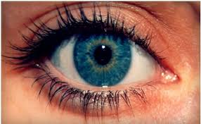 Image result for amazing facts about eyes of human beings