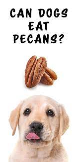 Can Dogs Eat Pecans Can Dogs Eat Dog Eating What Dogs Can Eat