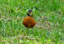Birds Of Western North Carolina Photos North Carolina Mountain Birds American Robin Photo Taken At The Inn On Mill Creek B B In Old Fort Www Beautiful Birds North Carolina Mountains American Robin