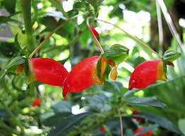 Image result for Impatiens keilii