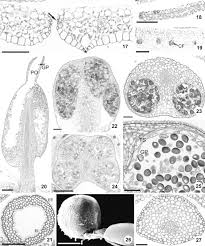 Image result for Mayaca baumii