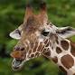 Fredericksburg Giraffe Experience and Safari Wine Tour