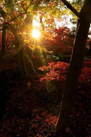 Backlighting in photography is a way for photographers to create dramatic lighting, either in a studio setting (for things like portrait photography) or when shooting outdoors. Lens Flare How What When And Why Photographyaxis