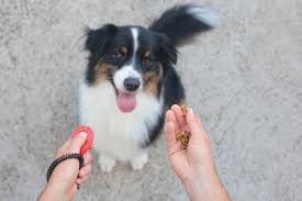 Good leash skills are also important for safety, both your dog's and your own. Help My Puppy Won T Walk On A Leash Thedogtrainingsecret Com Thedogtrainingsecret Com