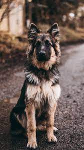 German shepherds german shepherd dogs belgian malinois all dogs dog breeds cute animals horses big boys doggies. German Shepherd Dog Sits 4k Ultra Hd Mobile Wallpaper Dog Background German Shepherd Wallpaper German Shepherd Dogs