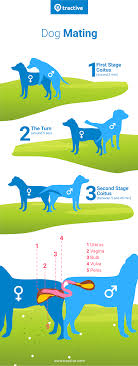 Dog In Heat Here S Everything You Need To Know Tractive Blog