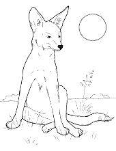 You can find elephants, birds, parrots, peacocks, ducks, turtles, foxes, wolves, cats and dogs, tigers, lions, insects and so much more! Printable Animals Coloring Pages Topcoloringpages Net