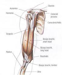 If the tendon cannot be identified then a complete tear of the tendon should be sought. Bicep Tendon Injuries Glenelg Orthopaedics