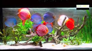Learn about advair for the treatment of asthma and advair diskus 250/50 for copd, including risks and side effects. Neugestaltung Eines 450 Liter Aquariums Mit Stendker Diskusfischen Von Diskus Direkt De Youtube