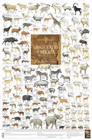 The Lost World Of South American Ungulates A Yec Ungulate Problem Nature Animals Mammals Rare Animals