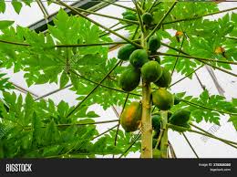 Health was just a step away from home. Closeup Tree Trunk Image Photo Free Trial Bigstock