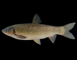Grass carp are grown throughout asia and parts of eastern europe for. Grass Carp For Weed Control Missouri Department Of Conservation