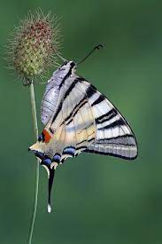 Pin De Vjera Nanjara En Ljepote Leptira Fotos De Animales Bonitos Fotos De Mariposas Fotografia Animal