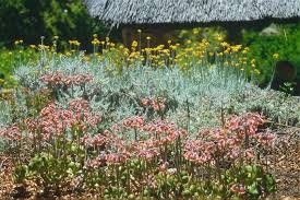 Image result for Cotyledon barbeyi