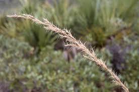 Image result for Aristida transvaalensis