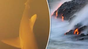 Bukti kebenaran al qur'an, penemu sungai bawah laut itu akhirnya memeluk islam. Peneliti Temukan Hiu Langka Di Gunung Berapi Bawah Laut Kok Nggak Kepanasan Ya Tribun Travel