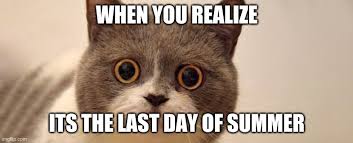 Image Tagged In Cats Imgflip