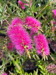 Image result for Callistemon