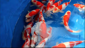 ⚖️ judging day ⚖️ is finally here. Momotaro Koi Farm April 24th 2012 Auction Mako Kohaku Youtube