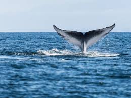 Blue Whale Animal Wallpaper Free Download Free Full Hd Wallpaper Free Wallpaper Blue Whale Whale Blue Whale Animal