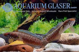 Image result for Maerua andradae