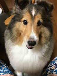 暑さ対策に効果的 犬のサマーカットって実際どうなの いぬのきもちweb magazine 犬 いぬ 暑さ対策