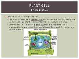Check spelling or type a new query. Whats The Difference Plant Animal And Bacterial Cells