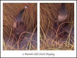 Peacock Life Cycle Growing Season