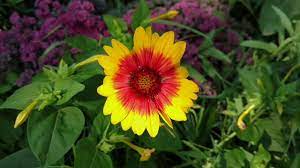 Check spelling or type a new query. Minnesota Native Flowers Bees And Butterflies Youtube