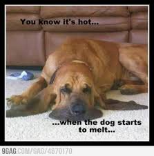 Melting Dog Is Melting Funny Dog Pictures Funny Animals Funny Dogs