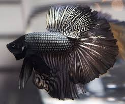 The black orchid is a betta splendens, which is the variety of betta that are most commonly kept as pets. Live Betta Fish Black Orchid Dragon Hm Halfmoon Male Dg052 Betta Fish Betta Black Orchid