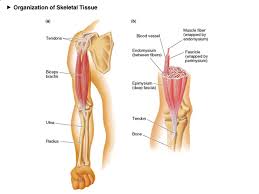 Read and learn the following words: Structure And Function Of Skeletal Muscle Skeletal Muscle Human Body Contains Over 400 Skeletal Muscles 40 50 Of Total Body Weight Functions Of Skeletal Ppt Download