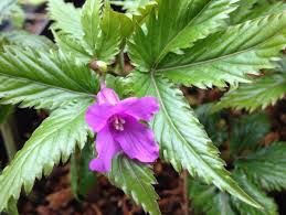 Image result for Cardamine