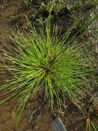 Image result for Isolepis setacea