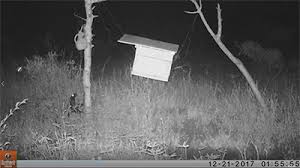 Elephants Bees Honey Badger Visiting Hive 4 Light Deterrent Copy