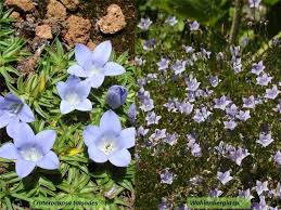 Image result for Campanulaceae