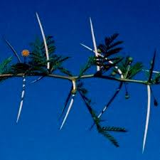 Image result for Acacia borleae