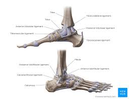 When you stand or walk, all the weight of your upper body rests on them. Lower Extremity Anatomy Bones Muscles Nerves Vessels Kenhub