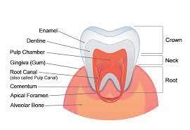 Webmd's teeth anatomy page provides a detailed diagram and definition of the teeth, inlcuding types, names, and parts of the teeth. Tooth Anatomy Gosford Experienced Dentists Vc Dental
