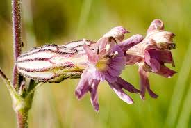 Image result for Silene kiwuensis