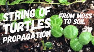 Check spelling or type a new query. String Of Turtles Propagation Update Cuttings In Soil Peperomia Prostrata Youtube