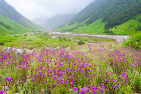 100% full refund of trek cost in form of trek the himalayas trek voucher valid for 1 year from date of issue. Valley Of Flowers Trek Packages Cost Price And Reviews 2020 21 Bookmountaintours Com