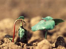 Image result for tomato seedling damping off